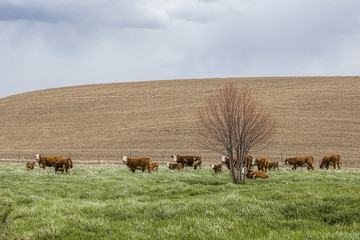 Cattle graze in the palouse area of Washington.