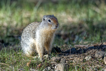 Cute Columbian Ground Squirrel.