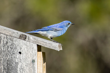 Mountain bluebird perched on its birdhouse.