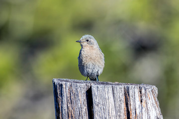 Female western bluebird perched on a post.