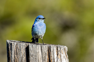 Mountain bluebird on wooden post.