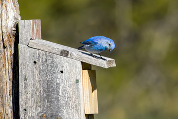 Cute mountain bluebird looks down.