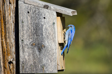 Mountain bluebird on side of bird house.