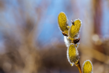 The young swelled willow buds with domestic fly