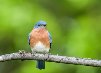 Eastern Bluebird Male, Sialia Sialis, perched on a branch in early Spring