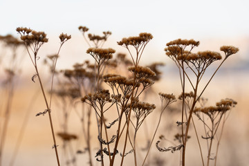 Obraz premium Silhouettes of an umbellate plant in the sunset sun