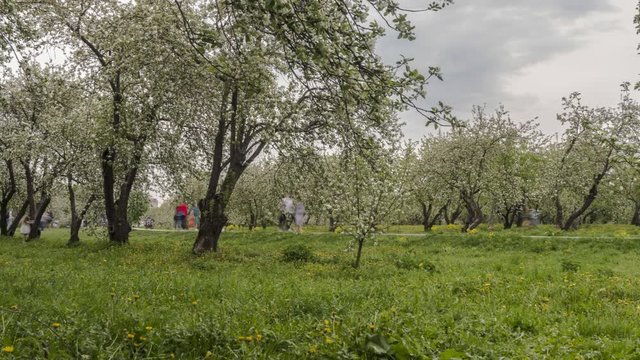 People walking and and taking pictures in the apple orchard during the flowering period, time lapse