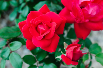 Blooming Red Roses in Spring