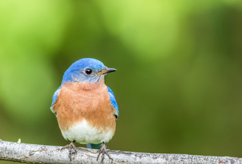 Eastern Bluebird Male, Sialia Sialis, perched on a branch in early Spring