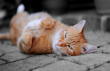 Ein hübscher roter Kater liegt verträumt auf dem steinernen Boden und streckt entspannt alle Pfoten von sich.  Lustige Katze beim Yoga.