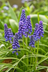 Grape Hyacinth