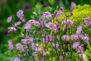 Akeleien (Aquilegia)