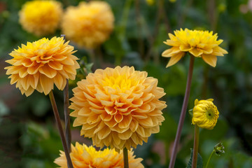 Dahlien (Dahlia)