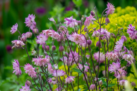 Akeleien (Aquilegia)