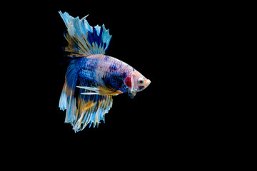 Fototapeta premium Colorful with main color of blue betta fish, Siamese fighting fish was isolated on black background. Fish also action of turn head in different direction during swim