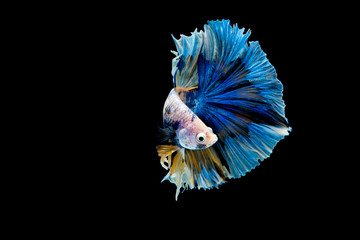 Colorful with main color of blue betta fish, Siamese fighting fish was isolated on black background. Fish also action of turn head in different direction during swim