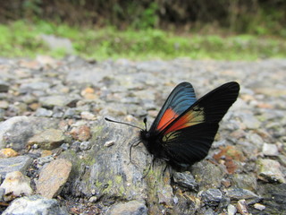 Fototapeta na wymiar mariposa negra con rojo