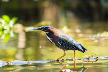 Garcita estriada en Xochimilco