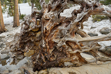 roots of a tree
