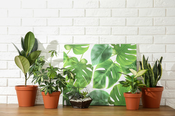 Potted home plants and picture on table against brick wall