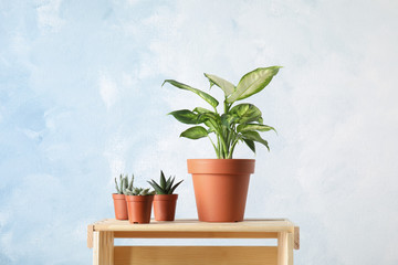 Potted plants on wooden crate against color background. Home plant