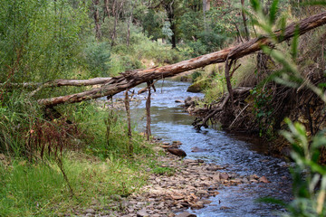 Fallen gum tree over stream in Victoria Australia