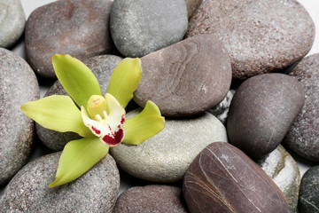 Fototapeta na wymiar Beautiful orchid flower among different spa stones, top view. Space for text