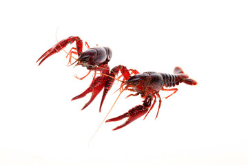 Crayfish