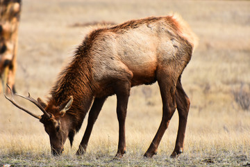 Wild Elk in Spring