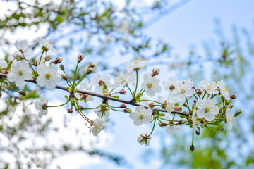 Wild apple tree branch with white flowers