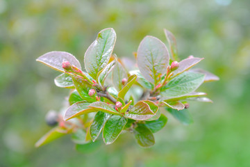 Nature in springtime with young leaves on bush branches