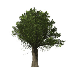 Fototapeta premium Oak tree graphic picture. Three-dimensional light and shadow design. For decorating the garden and forest.