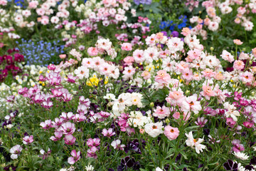 フラワーガーデン