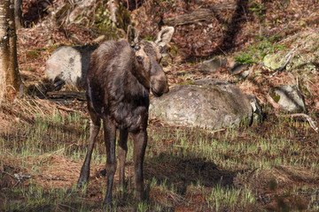 Young Bull Moose in spring in Algonquin Park