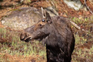 Young Bull Moose in spring in Algonquin Park