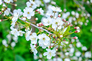 Wild apple tree branch with white flowers
