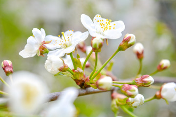 Wild apple tree branch with white flowers