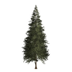 Redwood tree graphic picture. Chrismas tree Three-dimensional light and shadow design. For decorating the garden and forest.