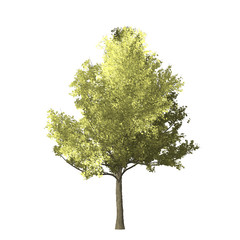 Ginko tree graphic picture. Three-dimensional light and shadow design. For decorating the garden and forest.
