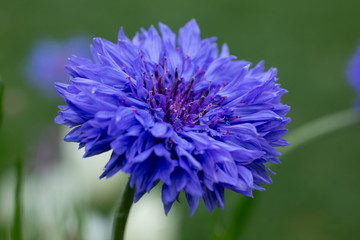 フラワーガーデン