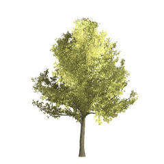 Obraz premium Ginko tree graphic picture. Three-dimensional light and shadow design. For decorating the garden and forest.