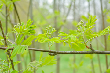 Nature in springtime with young leaves and buds on rowan tree branch