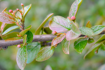 Nature in springtime with young leaves on bush branches