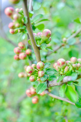 Close up of flower buds at the tip of a bush branch starting to bloom in spring