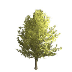Fototapeta premium Ginko tree graphic picture. Three-dimensional light and shadow design. For decorating the garden and forest.