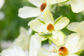 白い花の上に乗っている小さなバッタ
