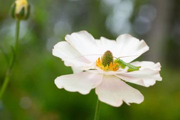 白い花の蜜を吸う小さなバッタ