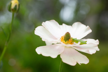 Obraz premium 白い花の蜜を吸う小さなバッタ