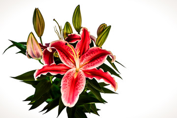 lily flower isolated on white background
