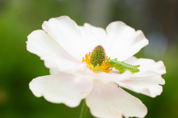 Obraz premium 白い花の蜜を吸う小さなバッタ